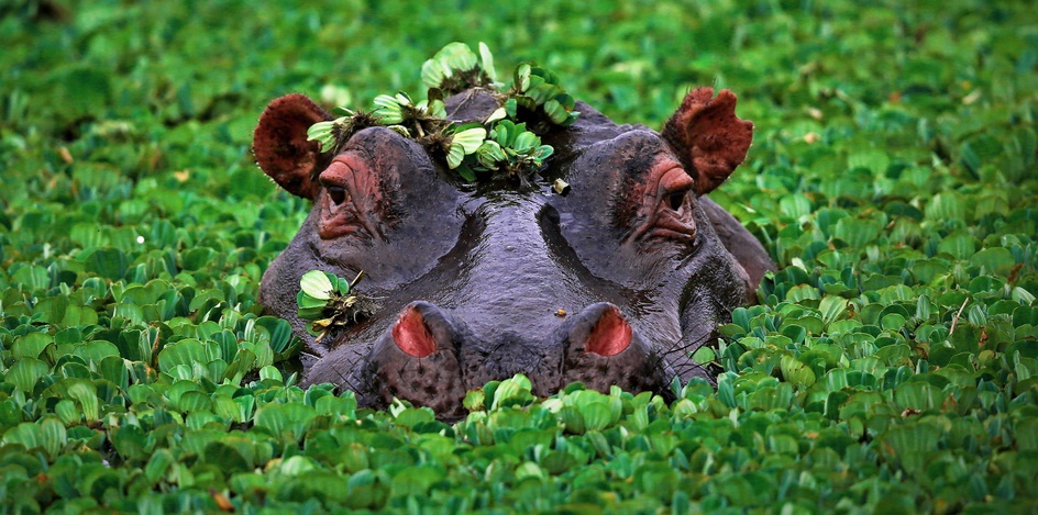 محبوب ترین حیوانات در نقاط مختلف جهان کدامند؟ (اینفوگرافیک) محبوب ترین حیوانات در نقاط مختلف جهان کدامند؟ (اینفوگرافیک)