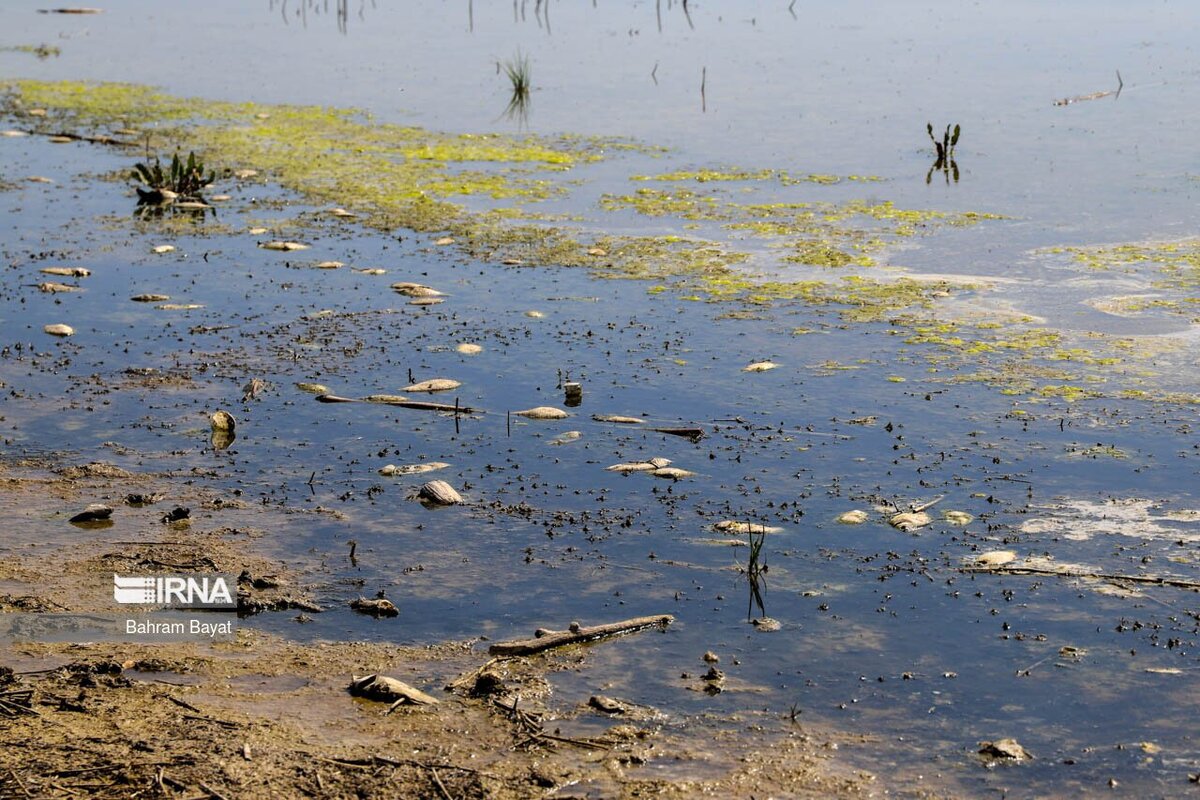 مرگ ماهی های سد گلابر زنجان (عکس)