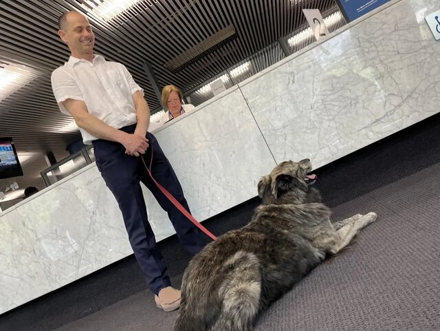 سگ روسی، نامزد شهرداری تورنتو! سگ روسی، نامزد شهرداری تورنتو!