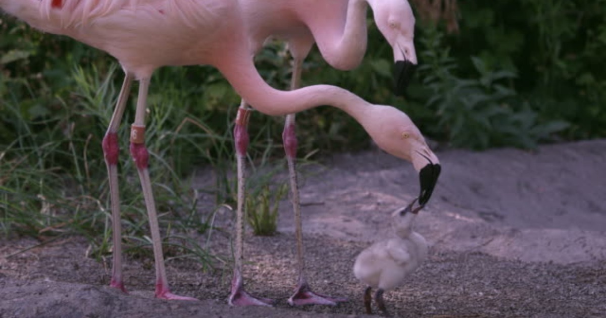 شیر محصول فلامینگو