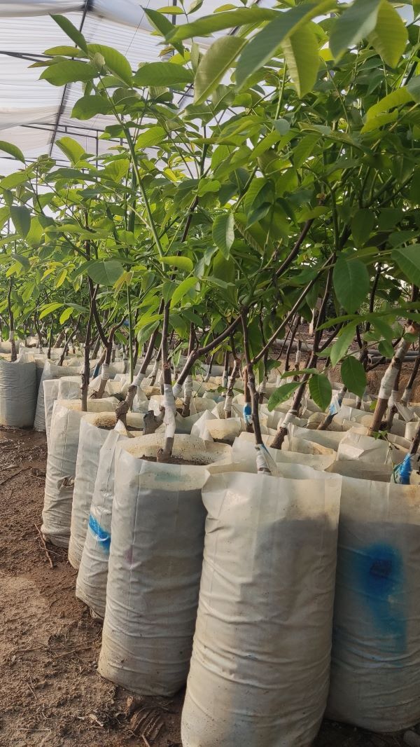 مزیت خرید نهال گردو ژنوتیپ و اصلاح شده چیست؟ مزیت خرید نهال گردو ژنوتیپ و اصلاح شده چیست؟